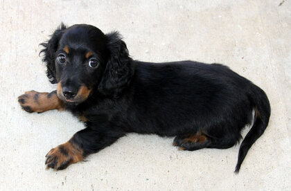 A long haired dachshund puppy