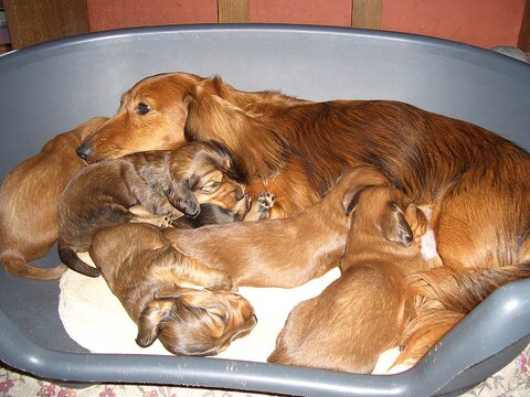 A basket full of dachshund puppies