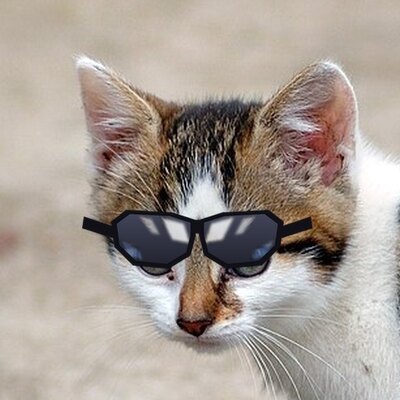 Kitten in black sunglasses
