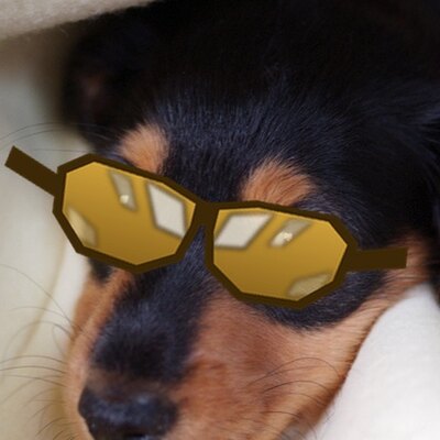 Dachshund puppy in gold sunglasses